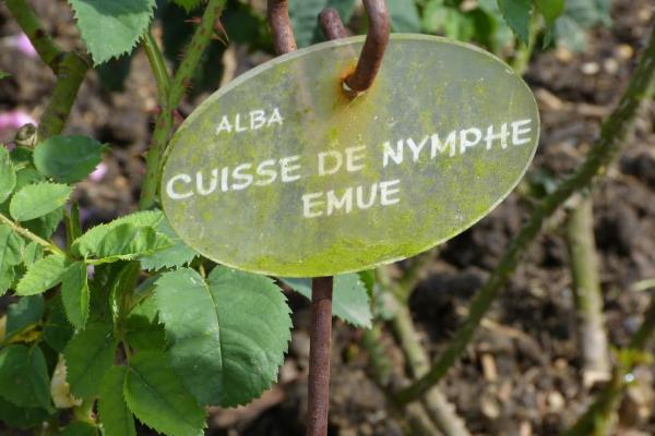 Balade à la Roseraie du Val de Marne