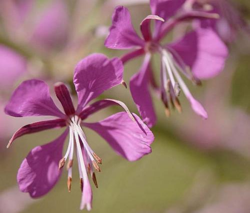 Fleurs cultivées : Epilobe
