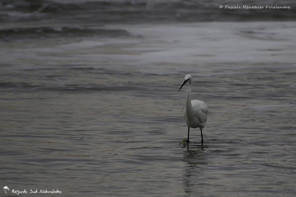 Aigrette garzette