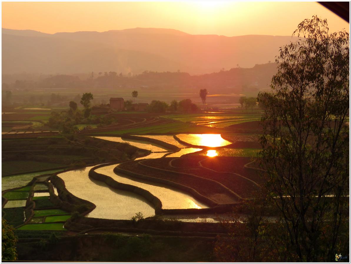COUCHER  DE  SOLEIL  DANS  LES  RIZIERES 