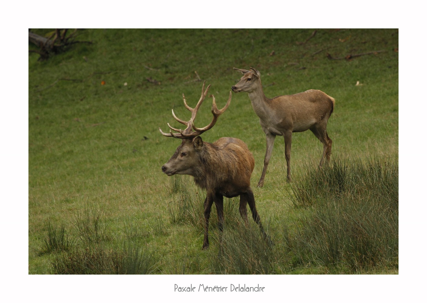 Dans la clairière, ils sont là les Cerfs et biches élaphe