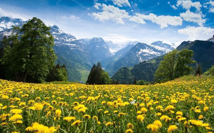 Peut être une image de fleur et nature