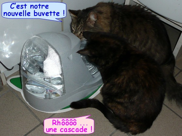 fontaine-pour-chat-07.JPG