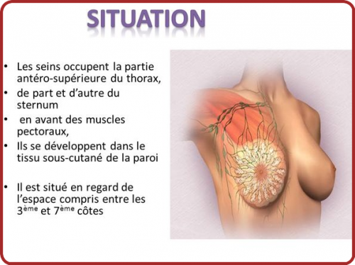 Les Seins.