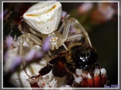 Araignée crabe Thomise enflée (Thomisus onustus) - Originaire de La Couarde - Île de Ré - 17