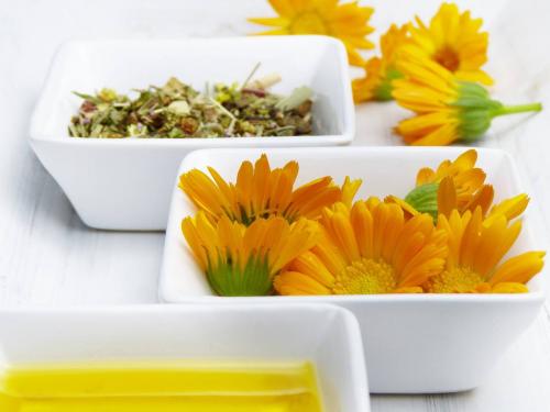 Fleurs cultivées : Souci