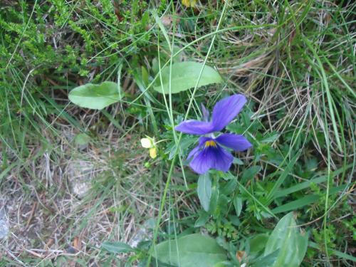 "Séjour dans Les Vosges" - 6 au 13 juin 2015