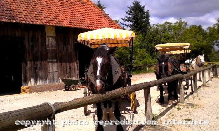 Mazeyrolles 24550 le Perigord en Calèche