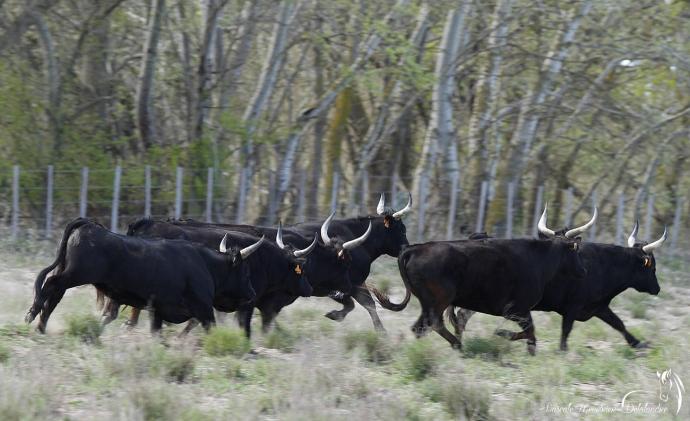 Taureaux de Camargue