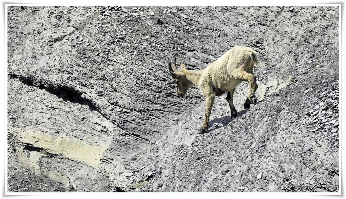 Un jour de rando .... La faune.