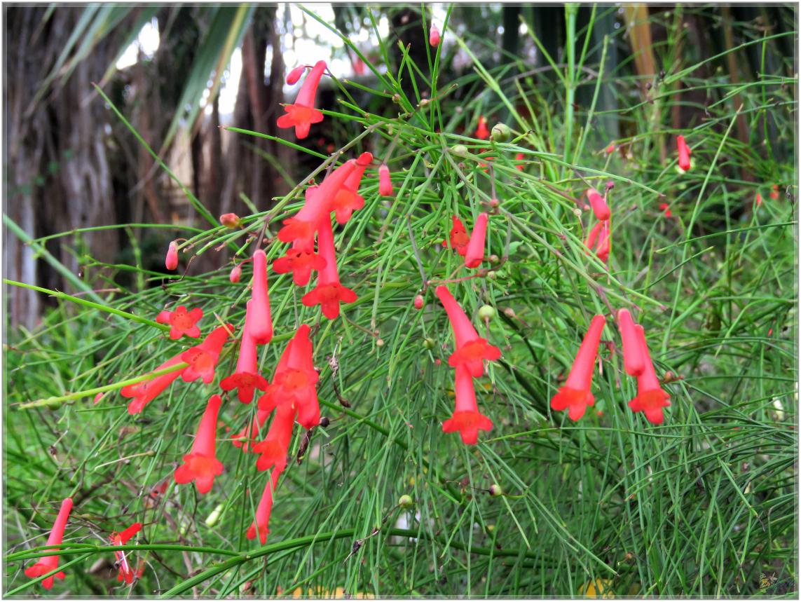 FLEURS VENUS D'AILLEURS   No 2