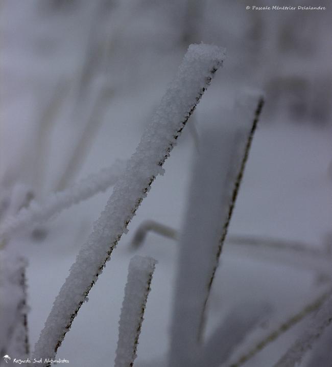 Froid, neige et vent...