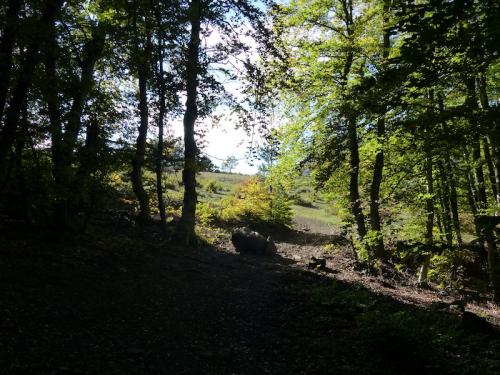 Col de Foureyssasse