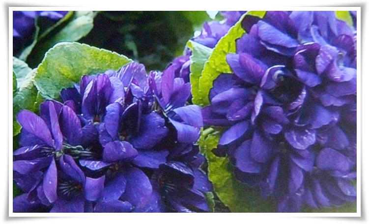modeste violettes ...