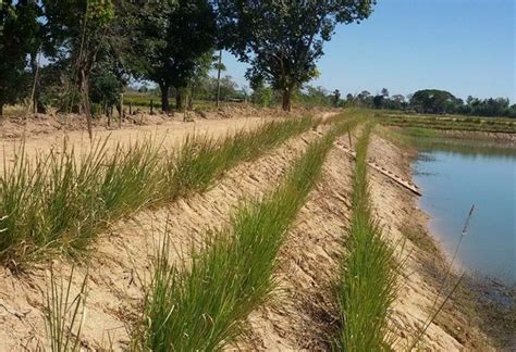Lutter contre l'érosion des sols, terres avec le Vetiver - VETIVER CONSEIL