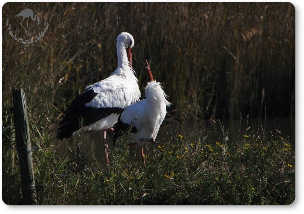 Couple de cigognes blanches...
