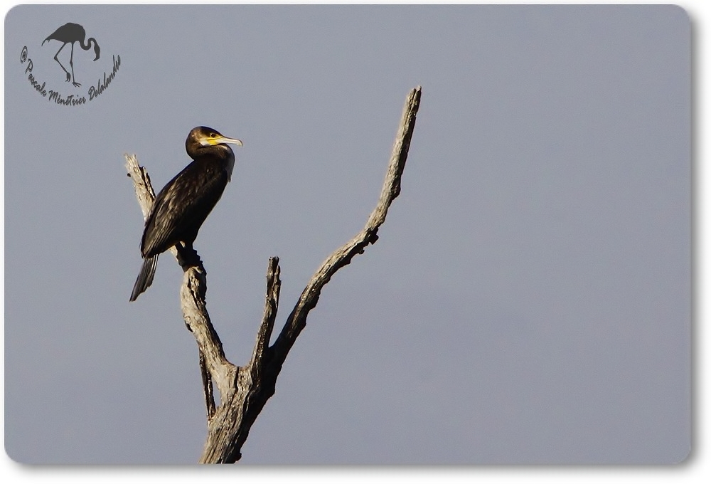 Grand Cormoran sur un arbre perché...