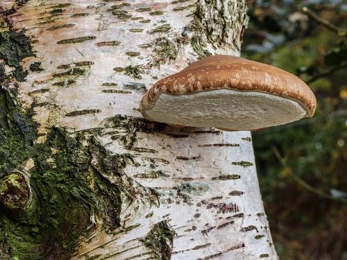 Polypore du bouleau jeune Berkenzwam_(Piptoporus_betulinus).jpg