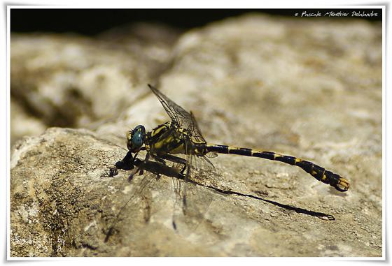 Onychogomphe à crochets ♂ (Onychogomphus uncatus)