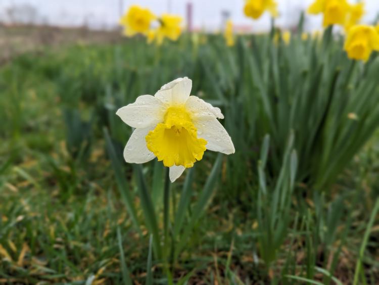 Samedi, dimanche et lundi 19 Février 