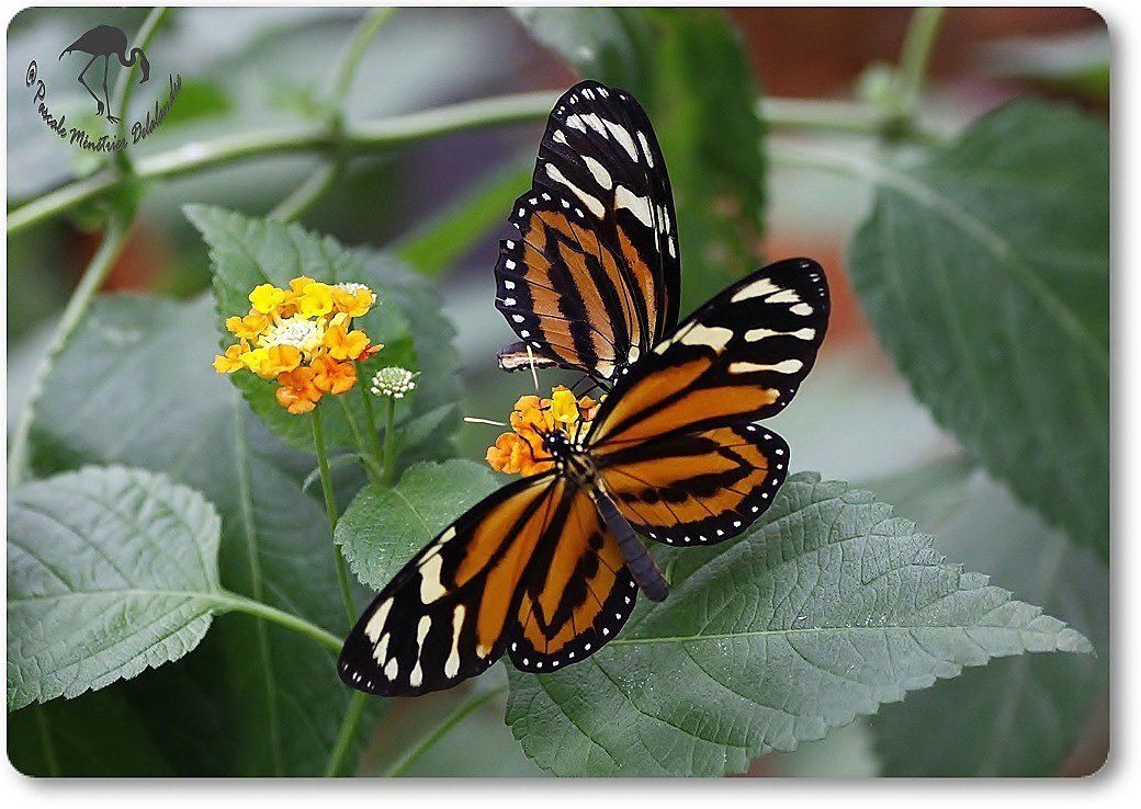 Heliconius ismenius (Oeil du tigre) - Nymphalidae