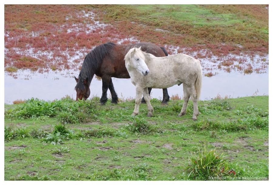 Cheval mon ami 