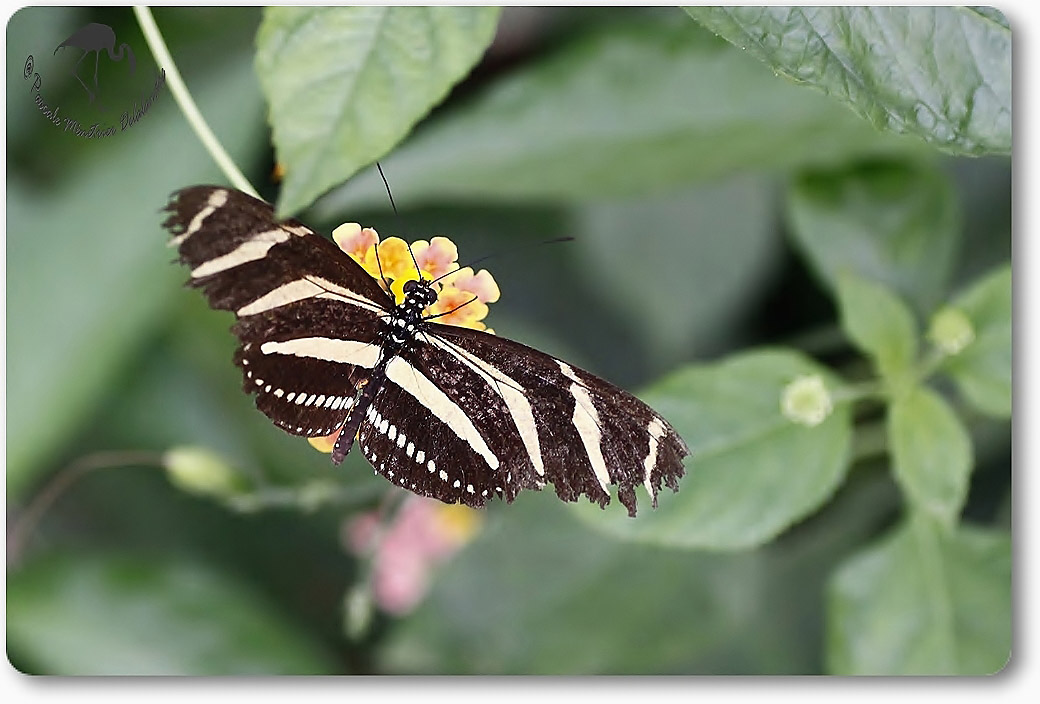 Héliconius charithonia - Héliconiidae - Costa Rica
