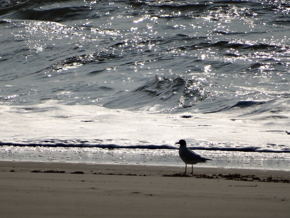 Quand la mer brille de mille feux...