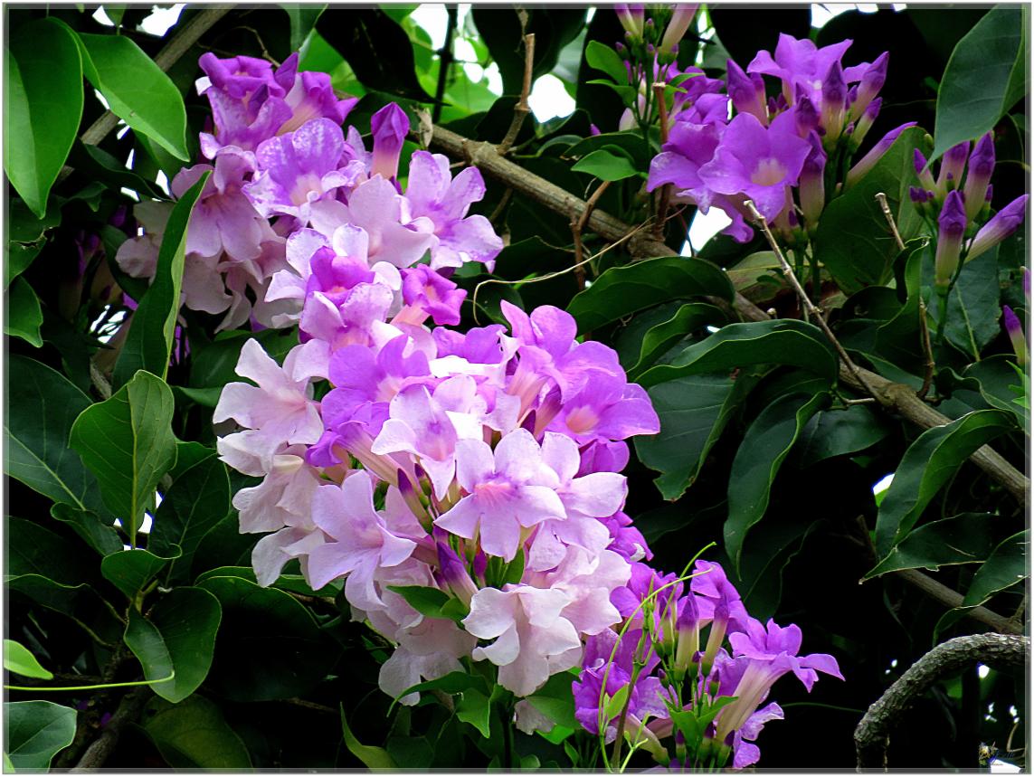 FLEURS  VENUS  D'AILLEURS 