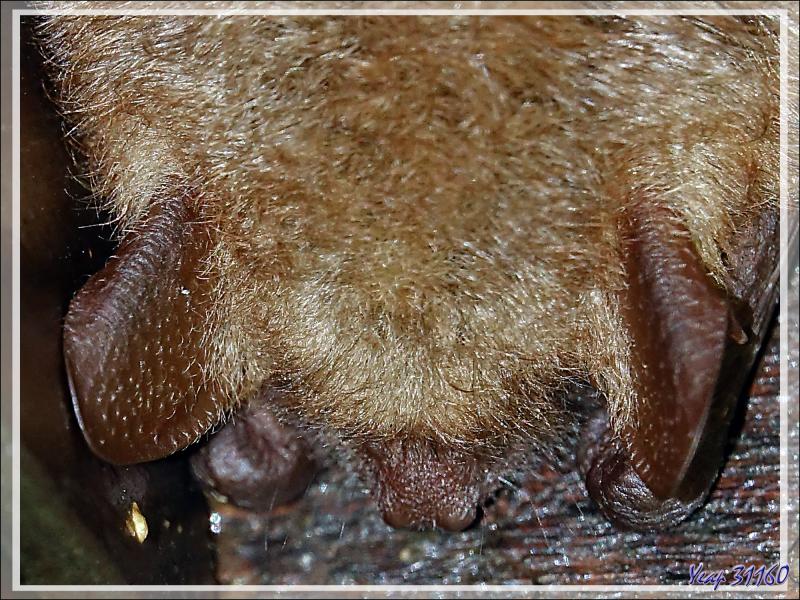 Chauve-souris indéterminée - Lartigau - Milhas - 31