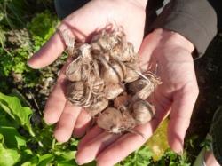 Plantation de bulbes de safran - Sept. 2013