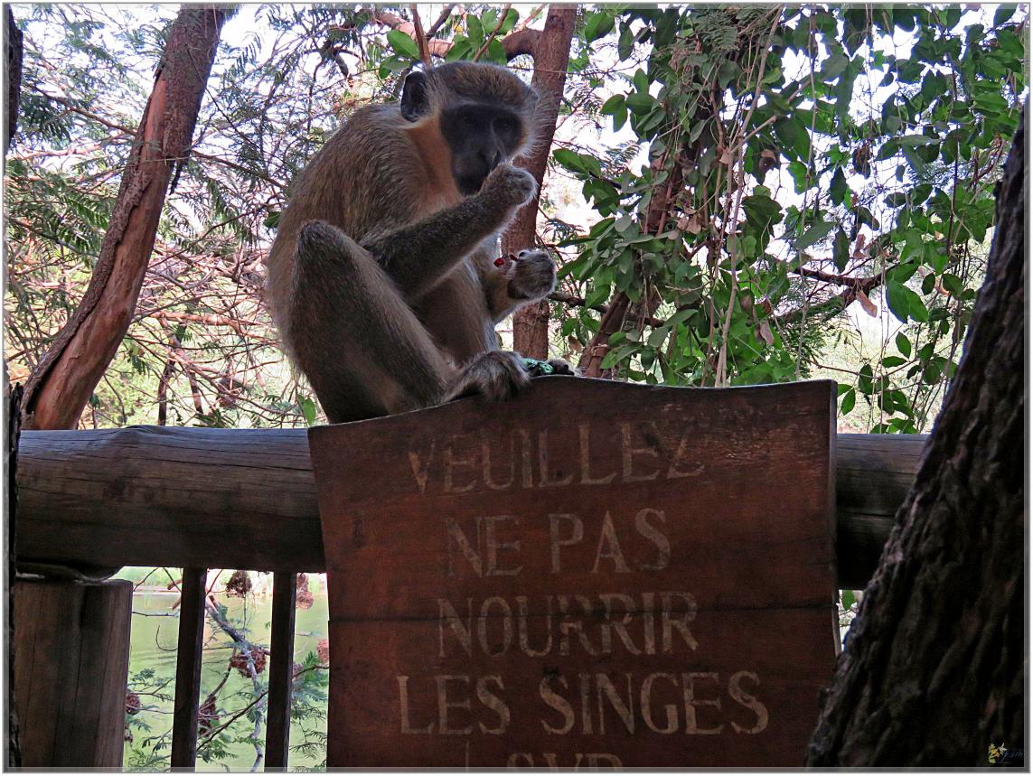 BOUJOUR  LES  SINGES  nov2023