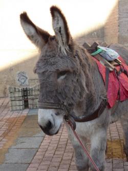 Mon sapin tout d'or vêtu