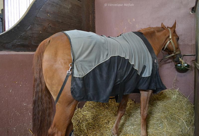 Quartier des Célestins, la Garde Républicaine : Les chevaux