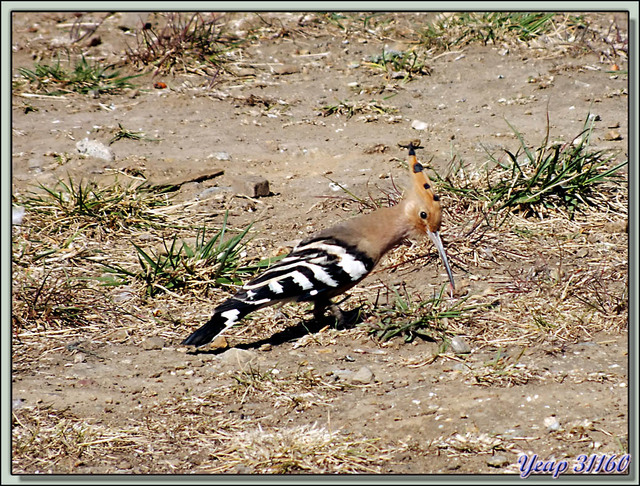 Blog de images-du-pays-des-ours : Images du Pays des Ours (et d'ailleurs ...), Huppe fasciée (Upupa epops) - Jardin du National Memorial Chorten - Thimphu - Bhoutan