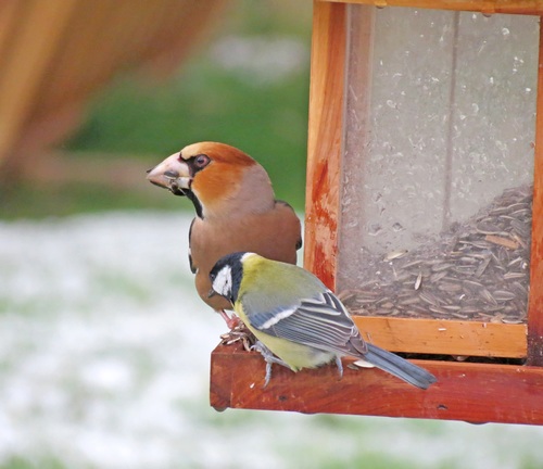 Oiseaux de mon jardin...