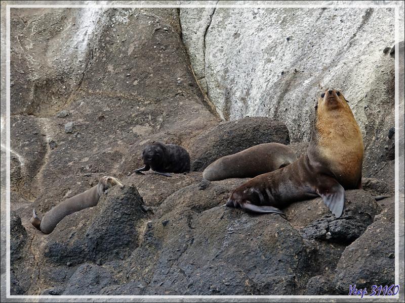 Otarie à fourrure subantarctique, ou Otarie d'Amsterdam, Subantarctic fur seals (Arctocephalus tropicalis ) - Nightingale Island - Tristan da Cunha