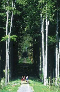 Parc d'Enghien - La Mémoire des Arbres