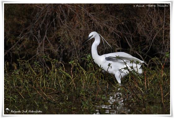 Aigrette garzette 