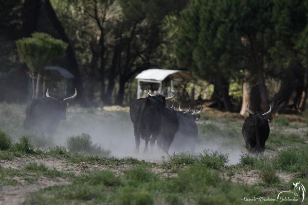 Taureaux de Camargue