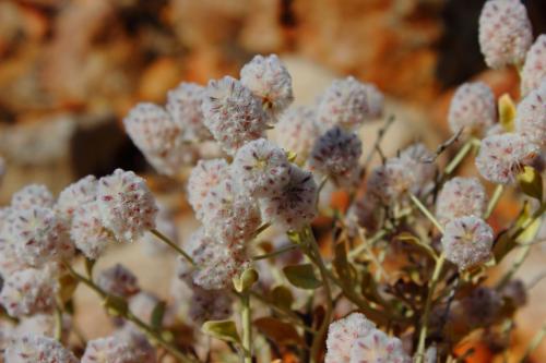 Fleurs cultivées : Ptilotus