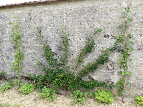 Le verger de Montigny sur aube