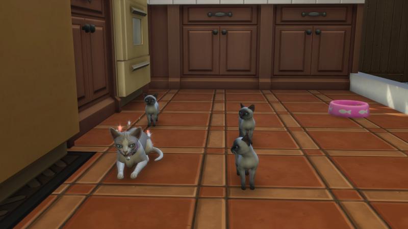 Semaine 3 - Quartier Brindleton Bay - Foyer Lynx