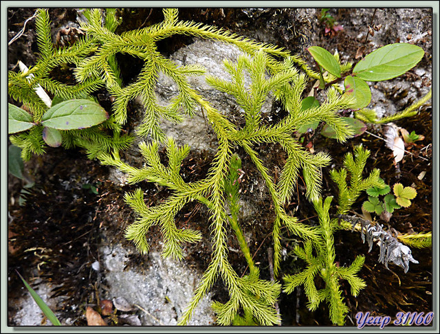 Blog de images-du-pays-des-ours : Images du Pays des Ours (et d'ailleurs ...), Mousse (ou fougère??) Pattes de singe (Monkey legs) - Col de Péléla (Pelela Pass) - Bhoutan