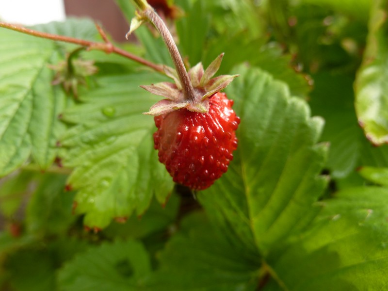 Succulente "La fraise des bois ...