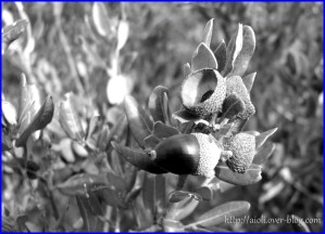 gland--filigrane-gambria-noir-et-blanc-.jpg