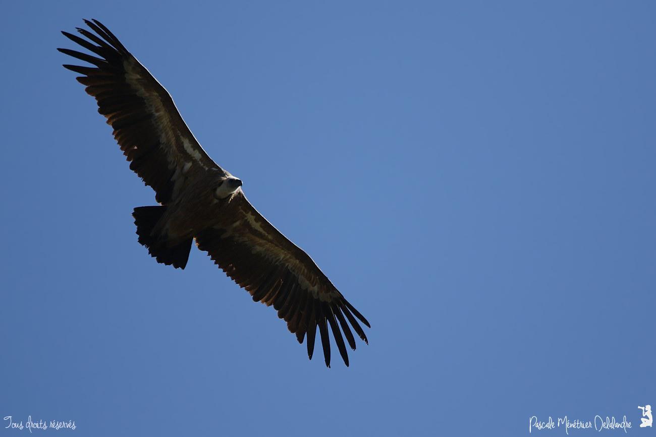 Vautour fauve