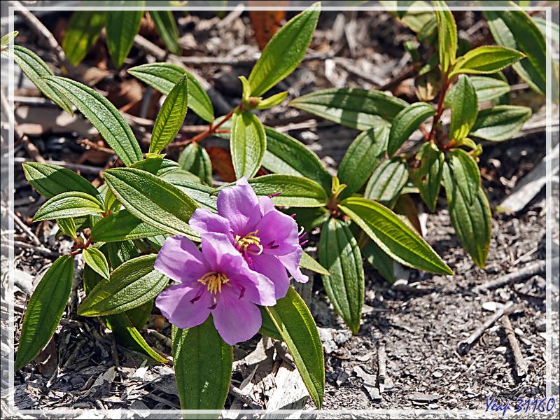 Débarquement à l'île Fergusson, puis, accompagnés par des guides locaux, direction de la source d'eau chaude de Deidei, avec ses fumées et ses geysers - Papouasie Nouvelle-Guinée