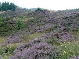 Plantes emblématiques