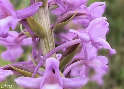 Gymnadenia conopsea  -  orchis moustique
